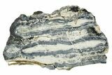 Mammoth Molar Slice With Case - South Carolina #349968-1